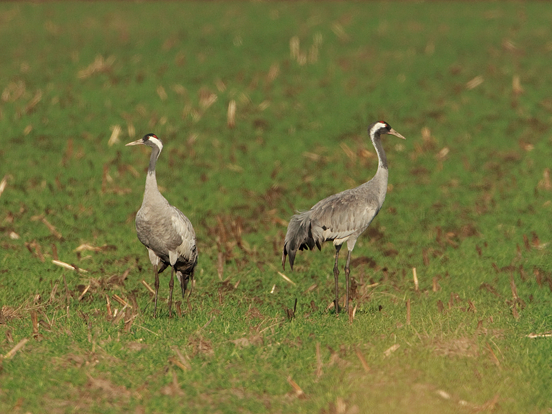 Grus grus Common Crane Kraanvogel